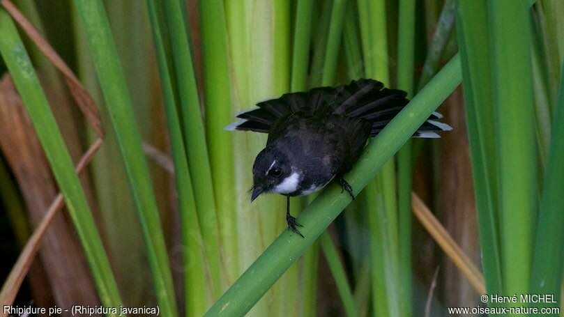 Malaysian Pied Fantail