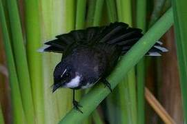 Malaysian Pied Fantail