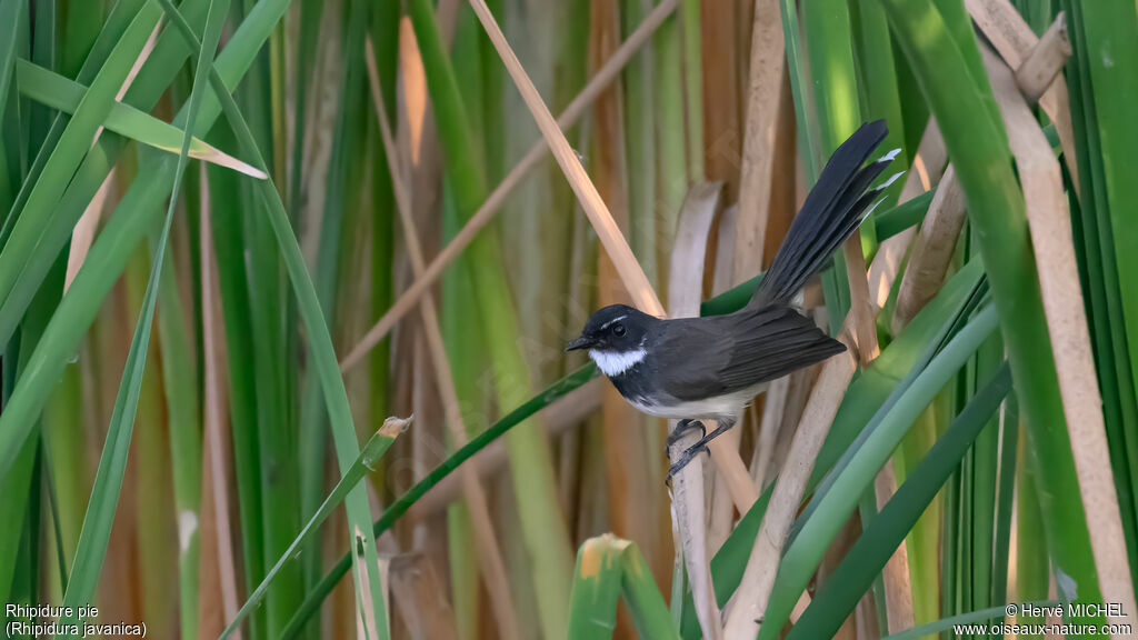 Malaysian Pied Fantail