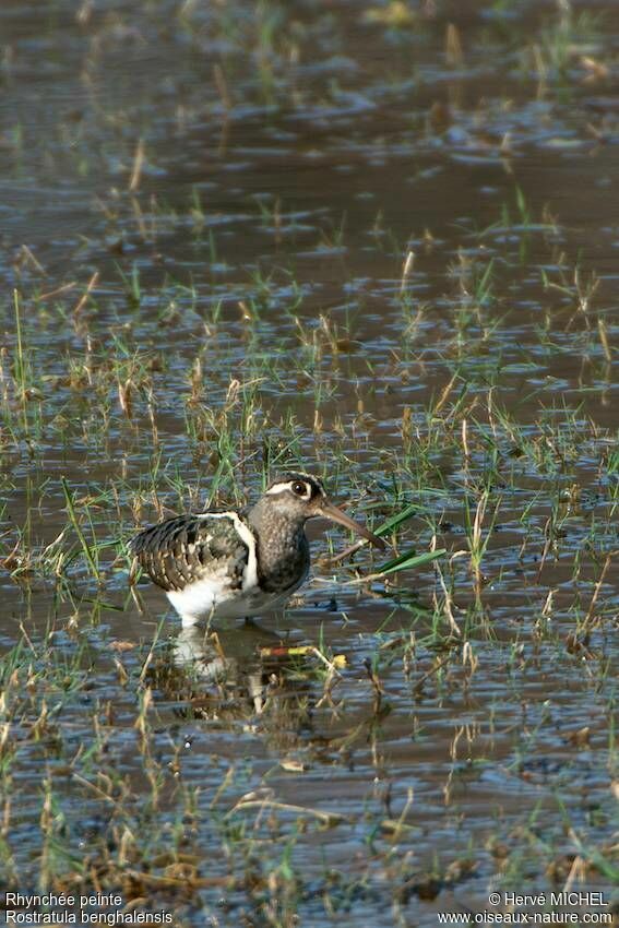 Greater Painted-snipe male