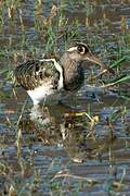 Greater Painted-snipe