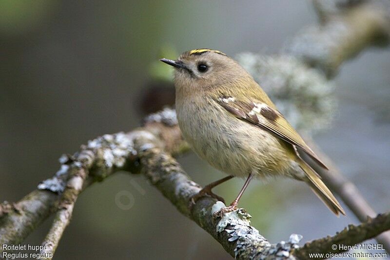 Goldcrest male adult breeding, identification