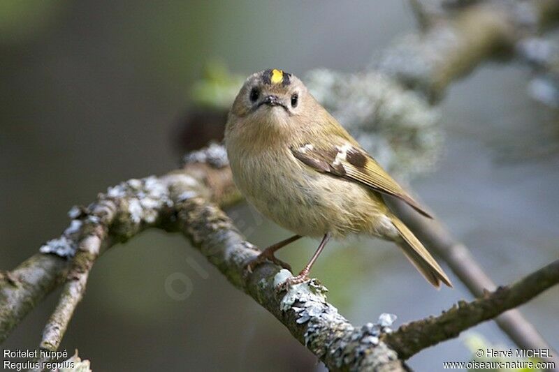 Goldcrest male adult breeding, identification