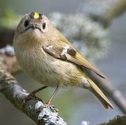 Goldcrest