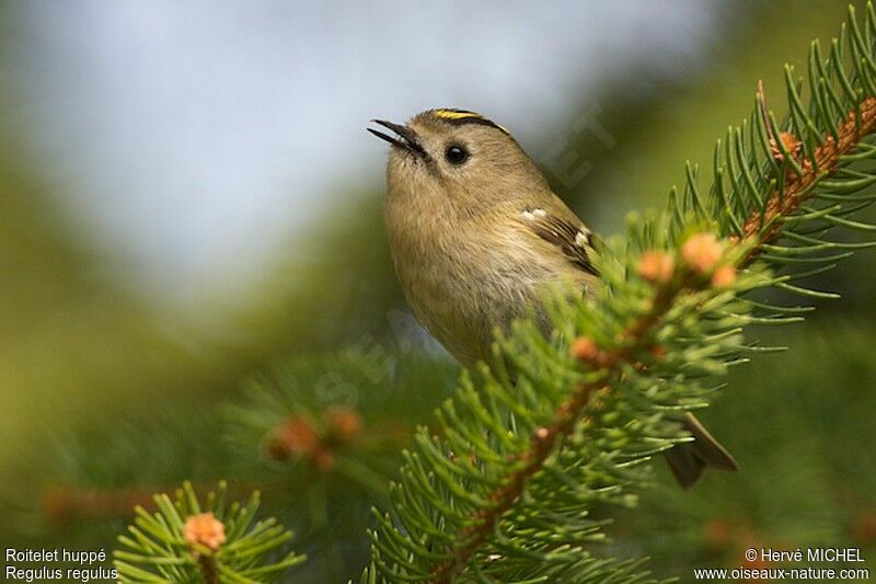 Goldcrest male adult breeding, identification