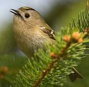 Goldcrest