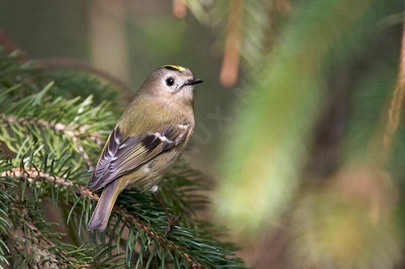 Goldcrest male adult, identification