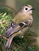 Goldcrest