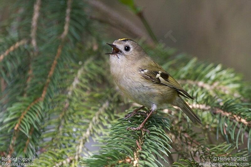 Goldcrest male adult, identification