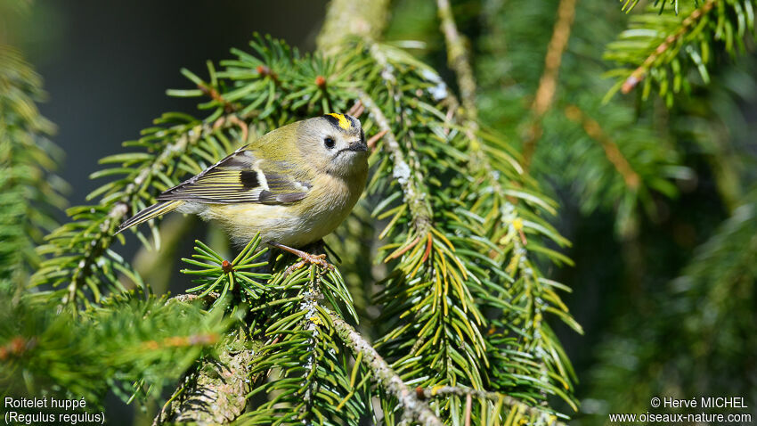 Goldcrest male adult