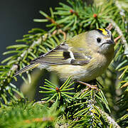 Goldcrest