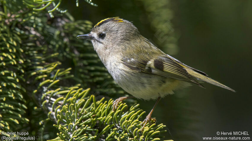 Goldcrest