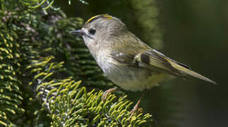 Goldcrest