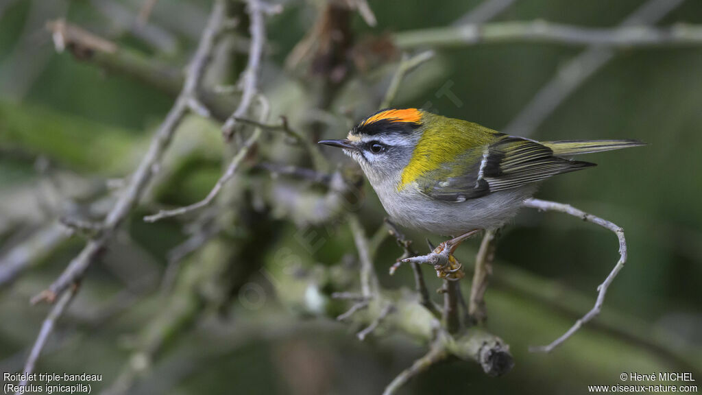 Common Firecrest male adult breeding