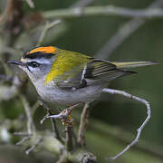 Common Firecrest