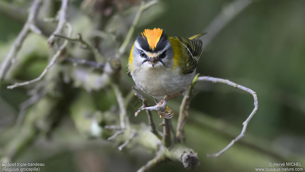 Common Firecrest male adult breeding