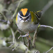 Common Firecrest