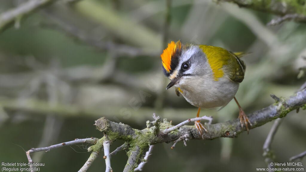 Common Firecrest