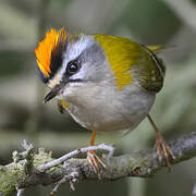 Common Firecrest