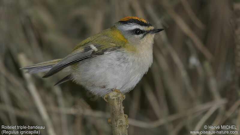 Common Firecrest male adult