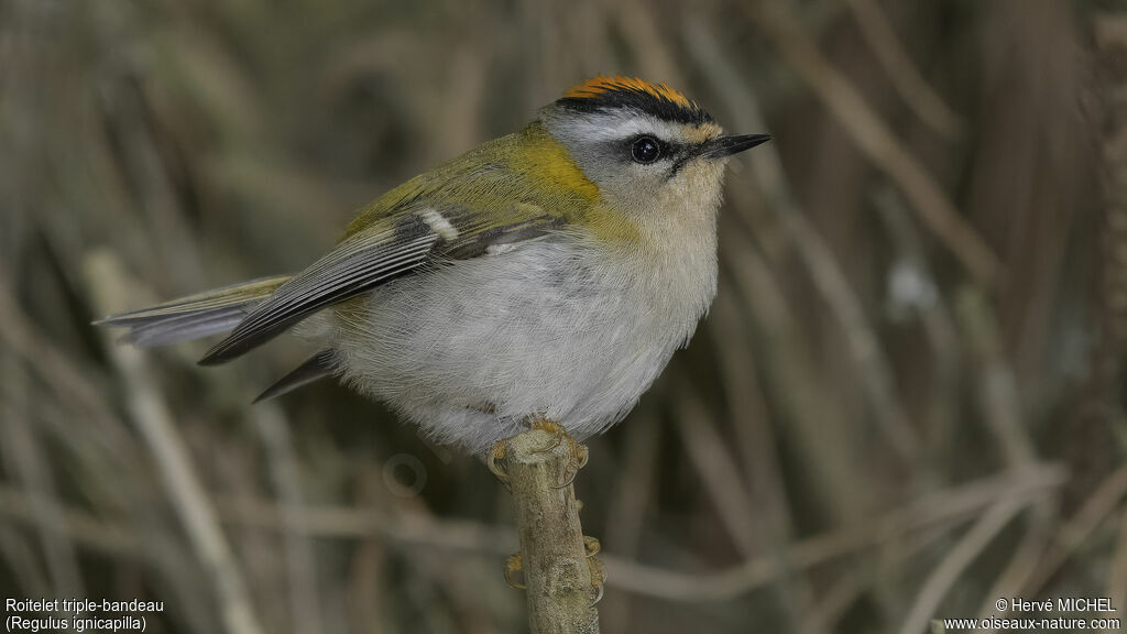 Common Firecrest male adult