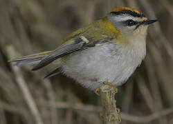 Common Firecrest