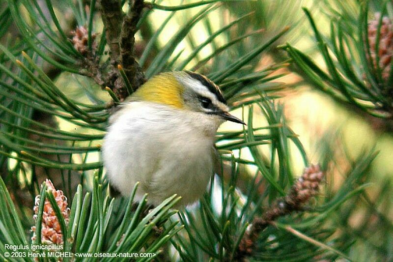 Common Firecrest