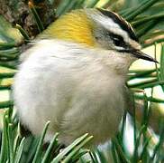 Common Firecrest