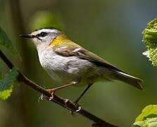 Common Firecrest