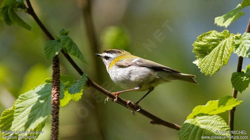 Common Firecrest male adult breeding