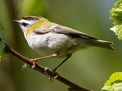 Common Firecrest