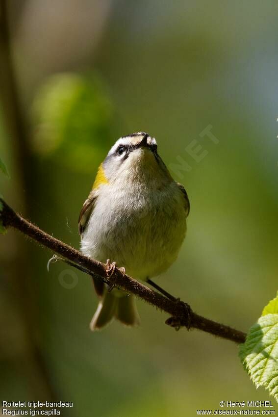 Common Firecrest male adult breeding