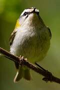 Common Firecrest