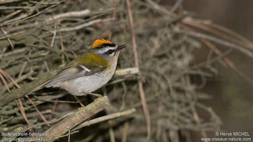 Common Firecrest male adult breeding