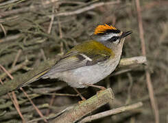 Common Firecrest