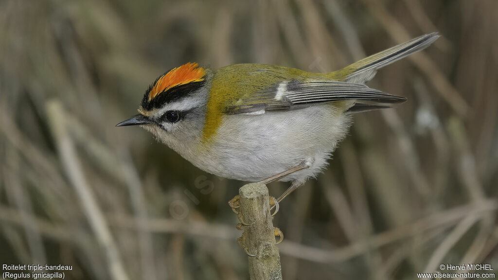 Common Firecrest male adult breeding