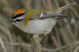 Common Firecrest