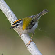 Common Firecrest