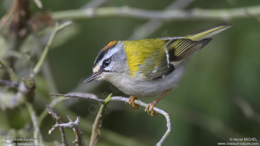 Common Firecrest male adult breeding