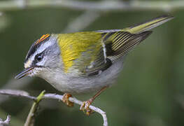 Common Firecrest