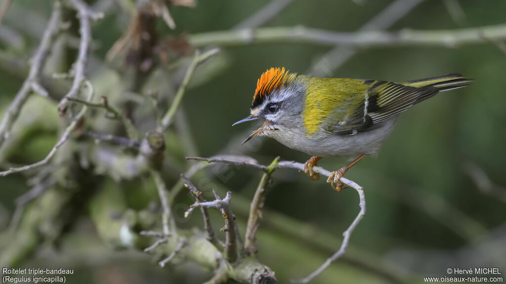 Common Firecrest male adult breeding