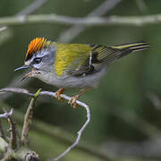 Common Firecrest