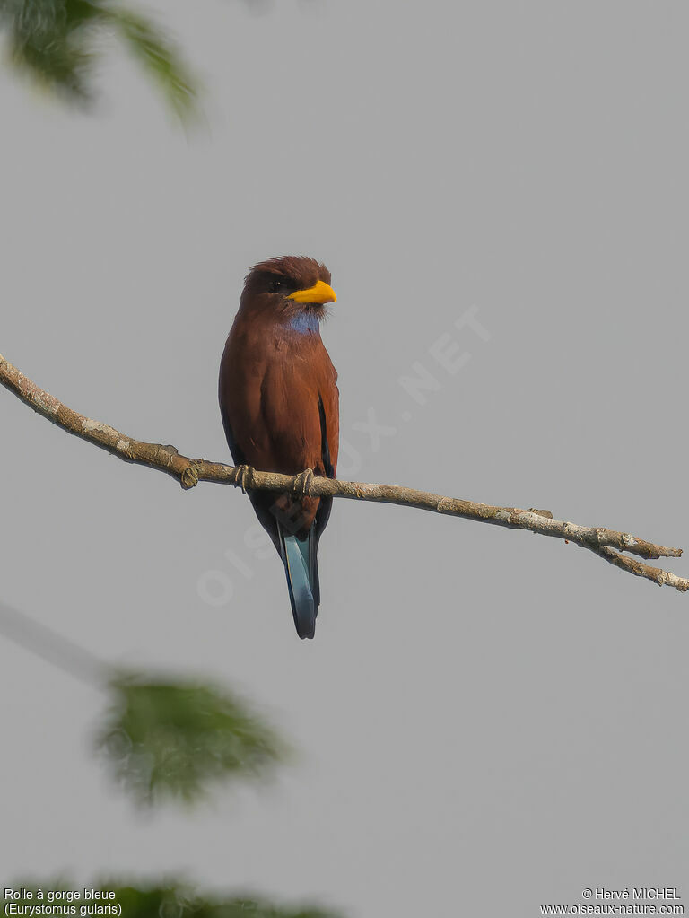 Blue-throated Roller