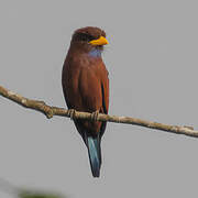 Blue-throated Roller