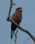 Blue-throated Roller