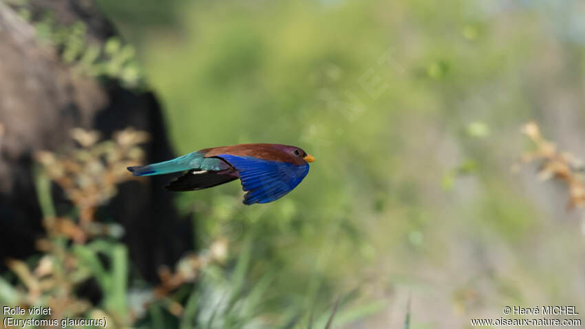 Broad-billed Rolleradult