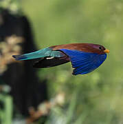 Broad-billed Roller