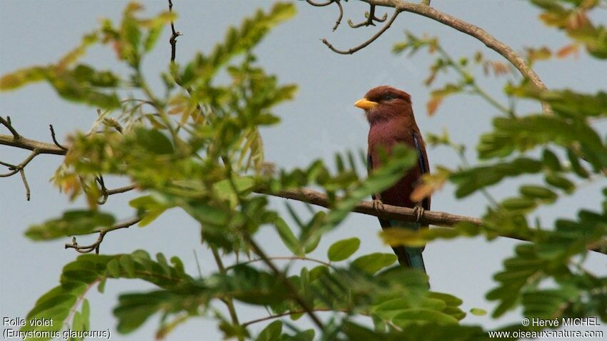 Broad-billed Roller