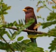 Broad-billed Roller