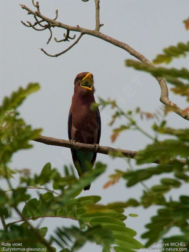 Broad-billed Roller